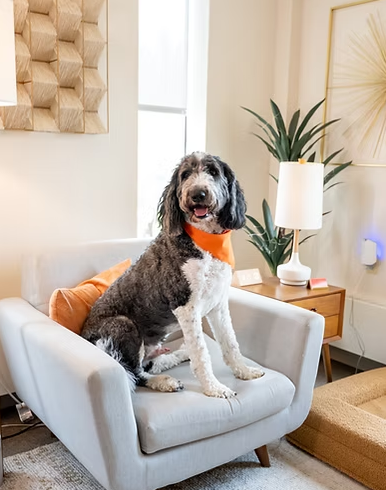 Bruno Fetter, Greeter & Canine Therapist